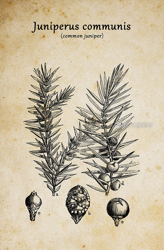 植物学植物古版画插图:杜松(Juniperus communis)